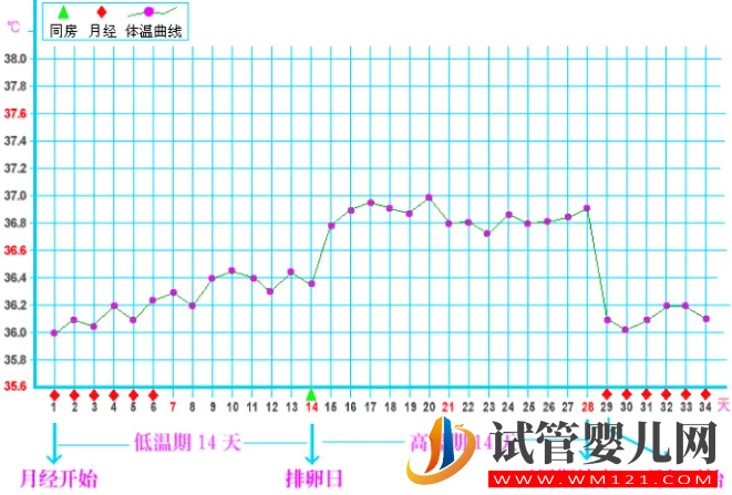 備孕期必看的排卵期體溫曲線圖，準確測定每一天排卵狀態(圖2)