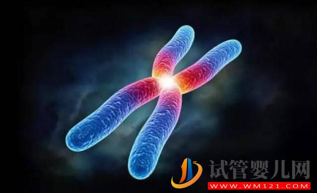染色體平衡易位能做試管手術嗎 要注意哪些問題(圖1) 染色體平衡易位能做試管手術嗎 要注意哪些問題(圖1)