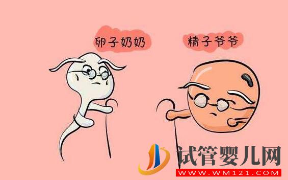精子質(zhì)量差 做試管嬰兒如何提高精子質(zhì)量和受精率嗎?(圖2) 精子質(zhì)量差 做試管嬰兒如何提高精子質(zhì)量和受精率嗎?(圖2)