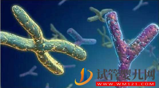 試管嬰兒前染色體檢查有必要做(圖2) 試管嬰兒前染色體檢查有必要做(圖2)