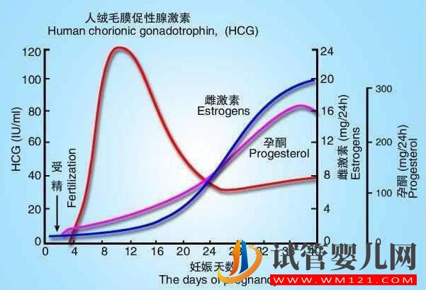 試管胚胎移植后 HCG數值高或低都代表了什么(圖2)