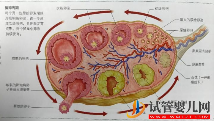 “凍卵”成流行_揭秘凍卵全過程(圖4)