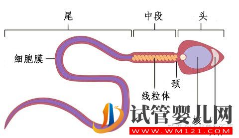 一代試管和二代試管的區(qū)別_畸形率高影響試管成功率(圖6)