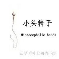 一代試管和二代試管的區(qū)別_畸形率高影響試管成功率(圖9)