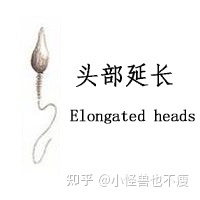 一代試管和二代試管的區(qū)別_畸形率高影響試管成功率(圖13)