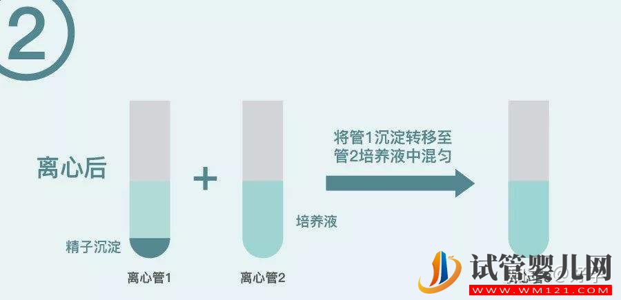 試管嬰兒“洗精術”你了解多少?能一次洗干凈嗎(圖1)