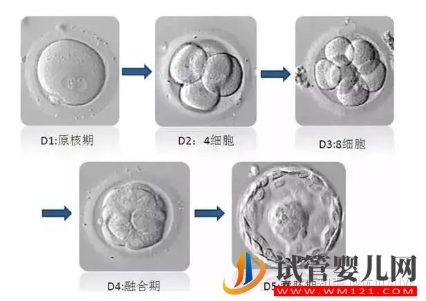 養囊VS不養囊,利弊一文講清楚(圖2)