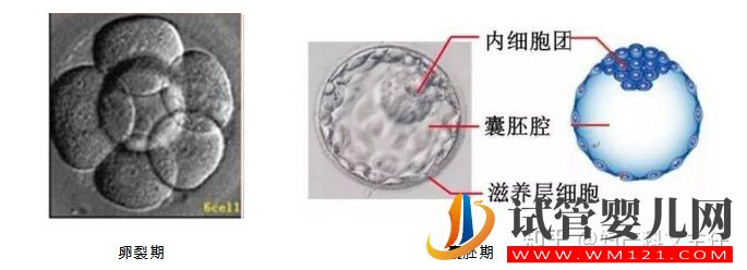 試管適應(yīng)癥_第一代試管嬰兒(圖4)