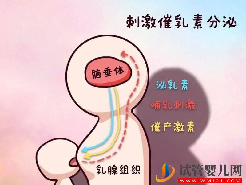 泌乳素增高還能做試管嗎？(圖2)