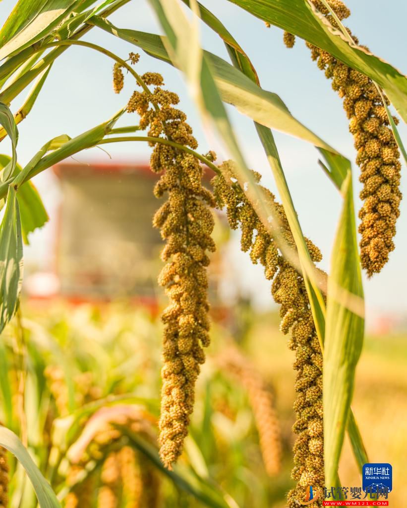 全國糧食總產(chǎn)量達(dá)13731億斤 實現(xiàn)增產(chǎn)豐收(圖3)
