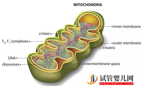 “一父二母”的第四代試管嬰兒——心動(dòng)與挑戰(zhàn)并存(圖2)