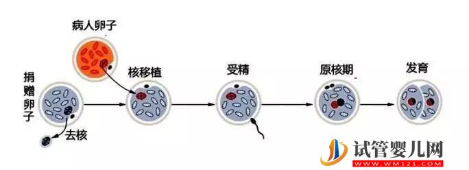 “一父二母”的第四代試管嬰兒——心動(dòng)與挑戰(zhàn)并存(圖4)