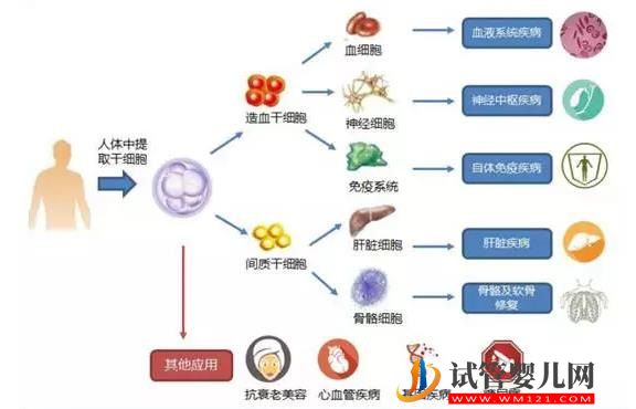 新干細胞療法為絕癥動物延壽(圖1)