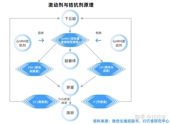 中國輔助生殖行業(yè)研究報(bào)告(圖5) 中國輔助生殖行業(yè)研究報(bào)告(圖5)