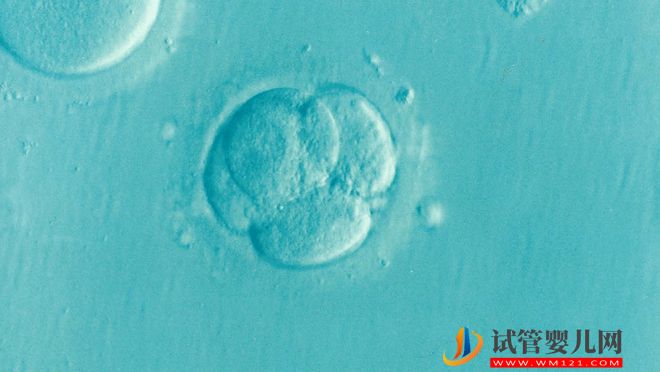 河源胚胎喜歡什么樣的子宮內膜？(圖3)