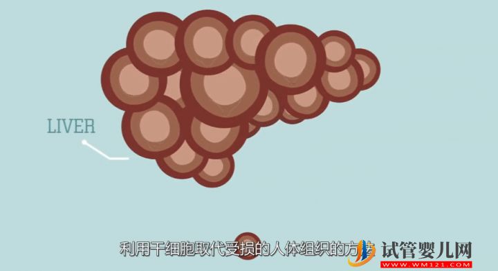 干細胞到底是個啥?(圖5) 干細胞到底是個啥?(圖5)