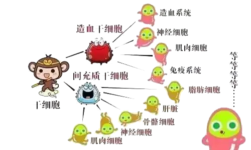 干細胞到底是個啥?(圖2) 干細胞到底是個啥?(圖2)