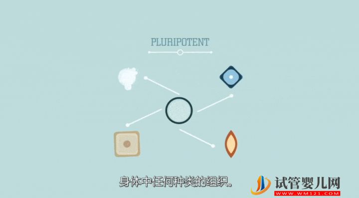 干細胞到底是個啥?(圖8) 干細胞到底是個啥?(圖6)