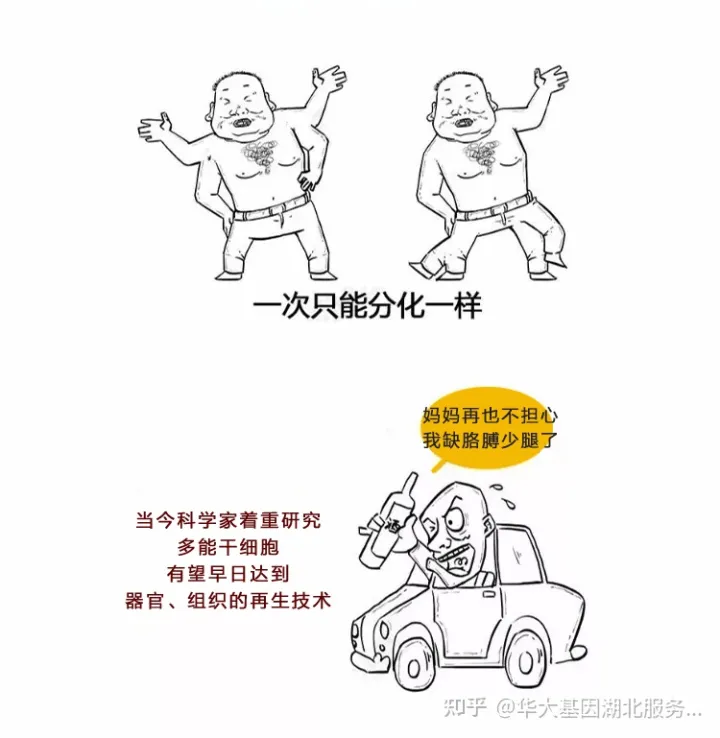 什么是干細胞?一文讓你讀懂!(圖6) 什么是干細胞?一文讓你讀懂!(圖6)