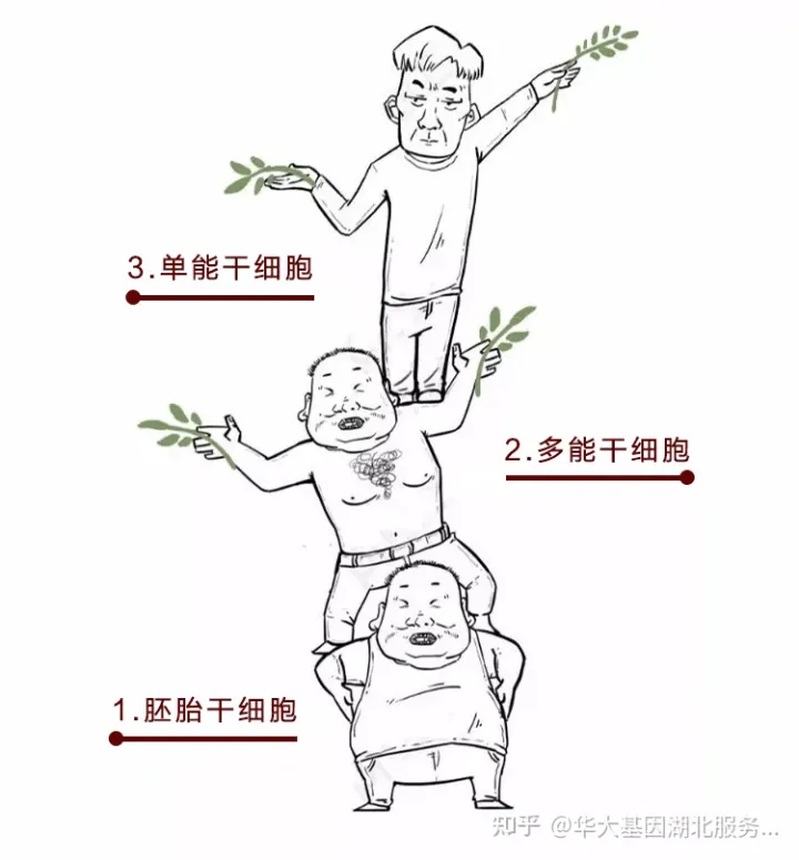 什么是干細胞?一文讓你讀懂!(圖4) 什么是干細胞?一文讓你讀懂!(圖4)