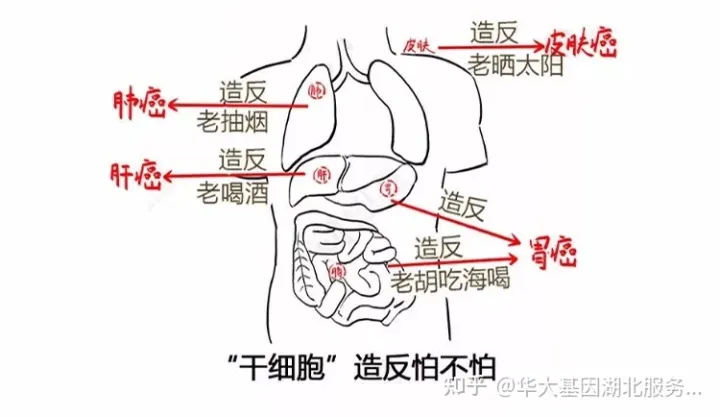 什么是干細胞?一文讓你讀懂!(圖15) 什么是干細胞?一文讓你讀懂!(圖9)
