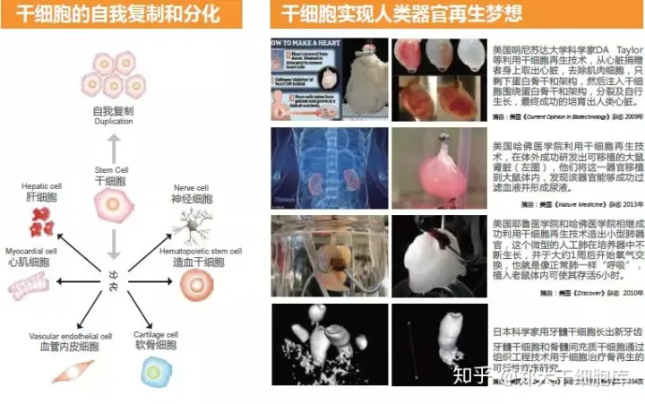 干細(xì)胞簡(jiǎn)介——什么是干細(xì)胞?(圖1) 干細(xì)胞簡(jiǎn)介——什么是干細(xì)胞?(圖1)