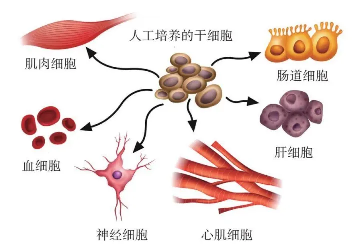 什么是干細胞?普及下干細胞知識?(圖1) 什么是干細胞?普及下干細胞知識?(圖1)