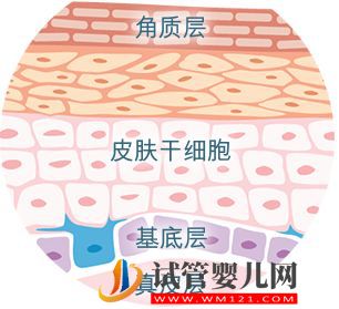 科普了解什么是干細胞?干細胞知識匯總來了(圖9) 科普了解什么是干細胞?干細胞知識匯總來了(圖4)