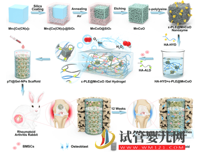 深大構建新型仿生智能水凝膠干細胞支架用于輔助干細胞治療RA(圖2)