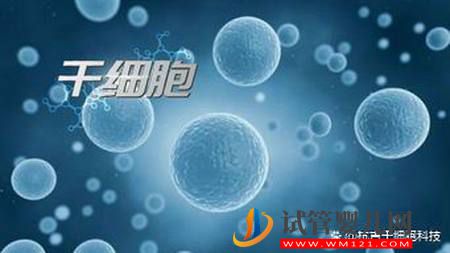 什么是干細胞？干細胞的作用又有哪些？(圖1)