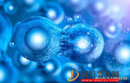 什么是干細胞？干細胞的作用又有哪些？(圖2)