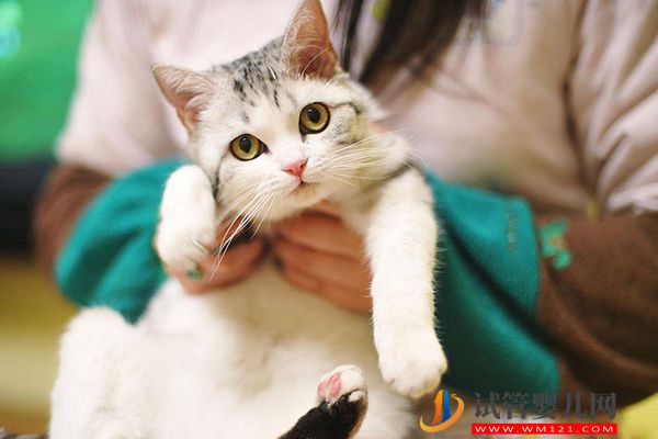 央視辟謠女性懷孕不能養(yǎng)寵物貓，科學喂養(yǎng)傳染弓形蟲風險小(圖2)