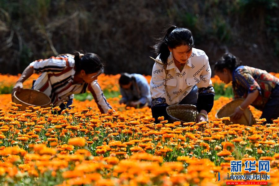 云南南澗：朵朵鮮花 “種”出鄉村“好豐景”(圖6)