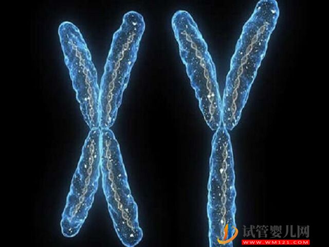 2號染色體p12片段重復可怕嗎？(圖2)