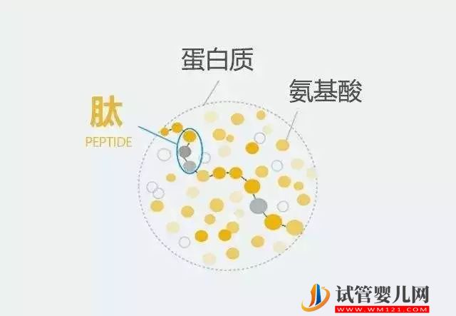 非蛋白質新標簽可追蹤細胞過程(圖1)