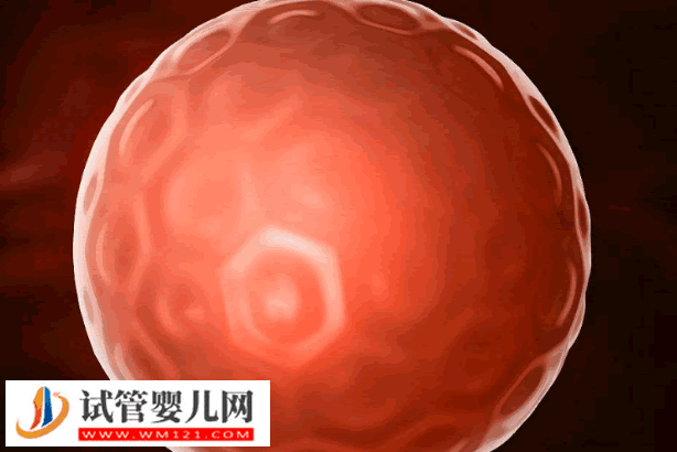 4bb囊胚的移植成功經(jīng)驗分享，選擇合適的移植時間很重要(圖1)