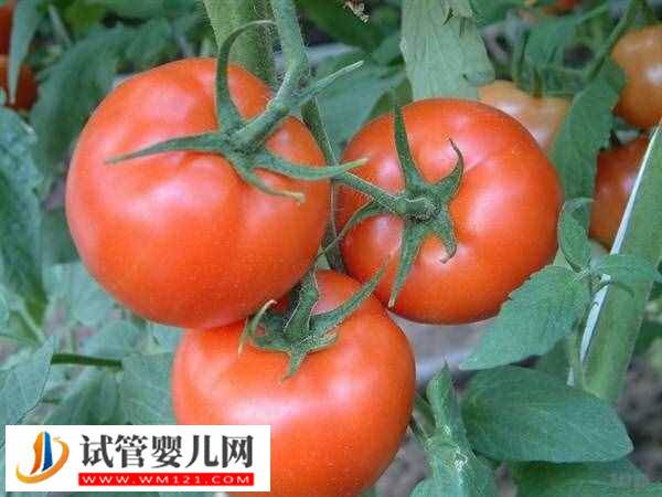 試管嬰兒移植后能不能吃西紅柿(圖1)