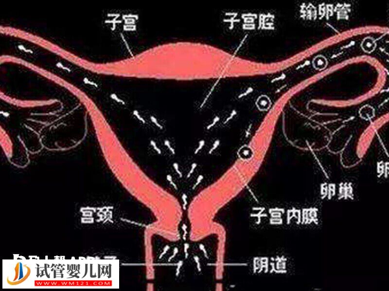 幼稚子宮能不能做試管(圖1)