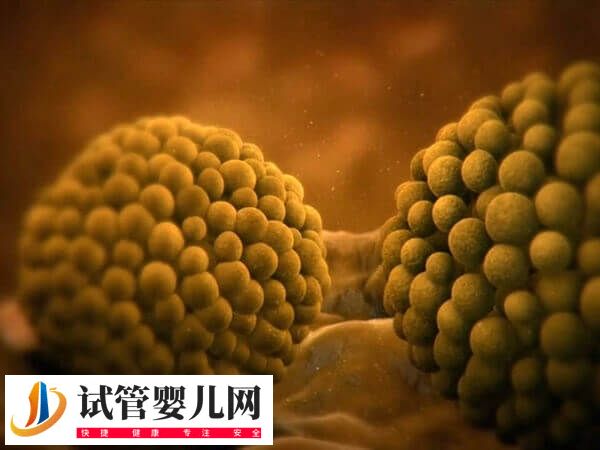 國(guó)內(nèi)做試管嬰兒雙胞胎費(fèi)用多少錢(qián)(圖1)