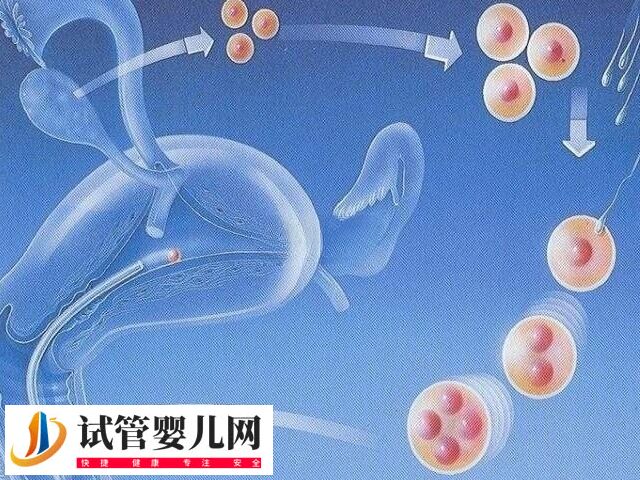 試管嬰兒不適用于哪些人(圖1)