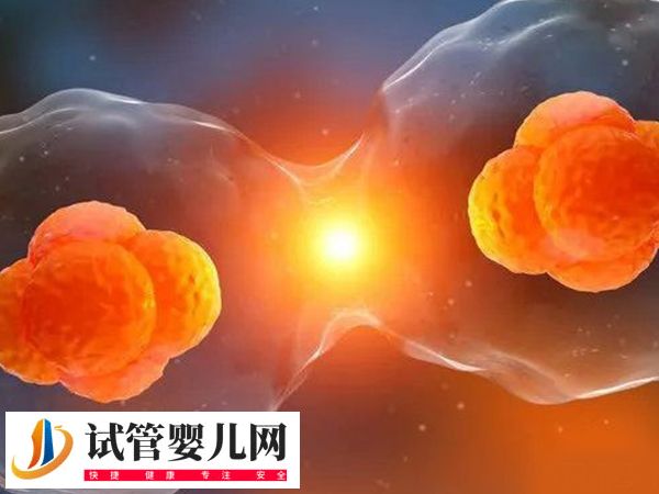 移植放2個胚胎的成活率(圖1)