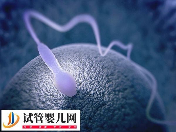 移植放2個胚胎的成活率(圖3)