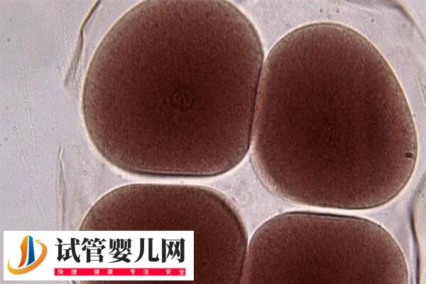 取卵和移植的間隔期是多久(圖1)