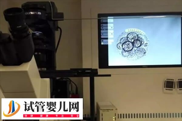 5個受精卵養(yǎng)囊成功2個怎么回事(圖1)