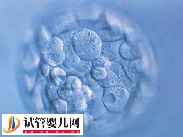 鮮胚6c2和7c2質量怎么樣(圖2)