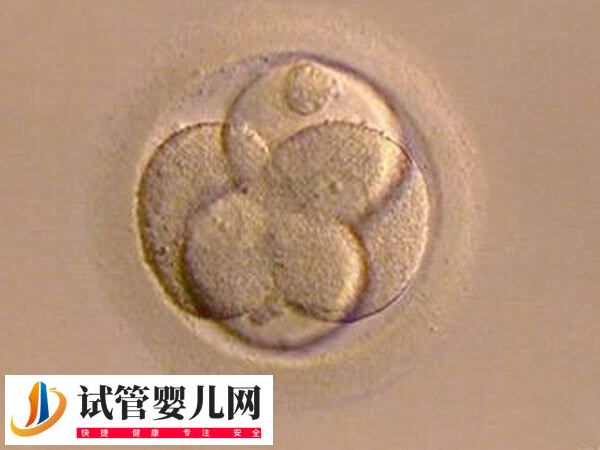 試管嬰兒移植前胚胎如何評分(圖1)