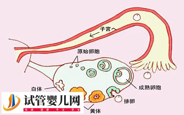 排卵期小腹墜痛就立刻同房懷孕幾率多大