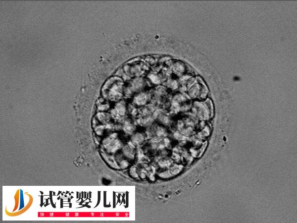 30%嵌合體胚胎能不能做試管嬰兒移植